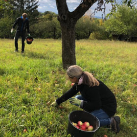 streuobstwiesen