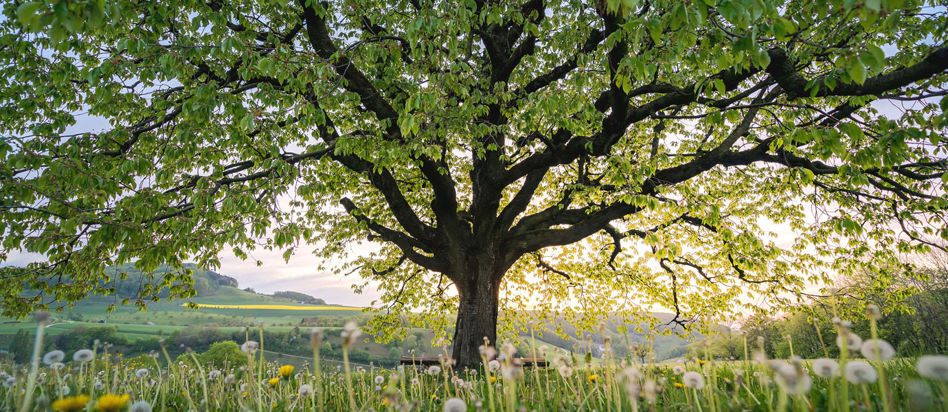 Baum