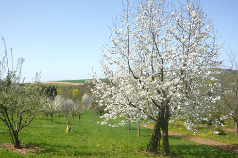 Streuobstwiesen