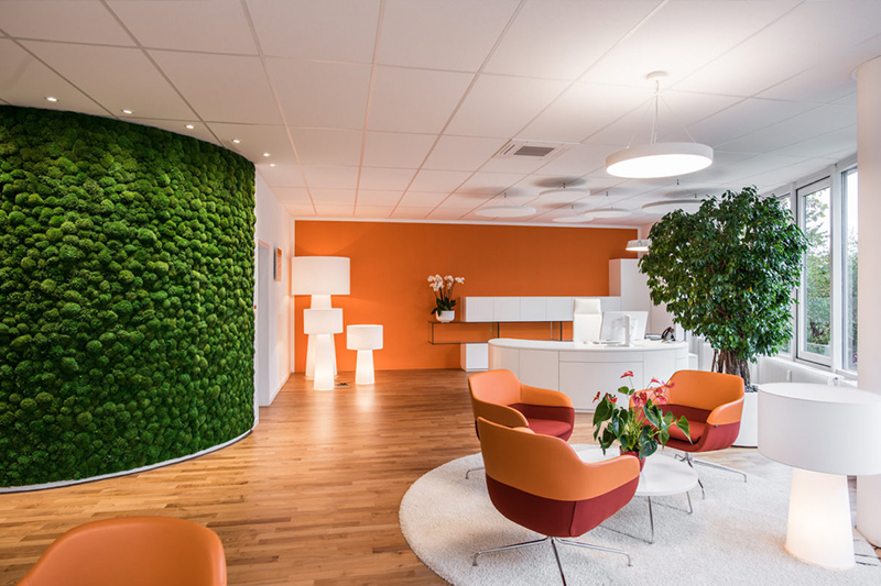 Wohlfühlen im Büro Grünplfanzen Wohlfühlen im Büro Grünplfanzen